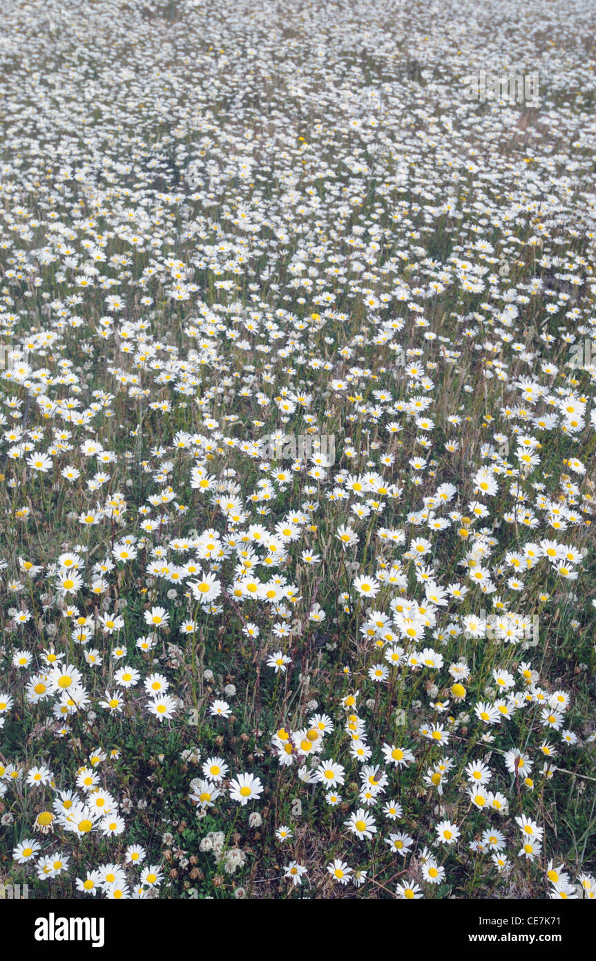 Spring wildflowers (mainly daisies) carpeting river valley floors, Torres del Paine National Park, Patagonia, Chile Stock Photo