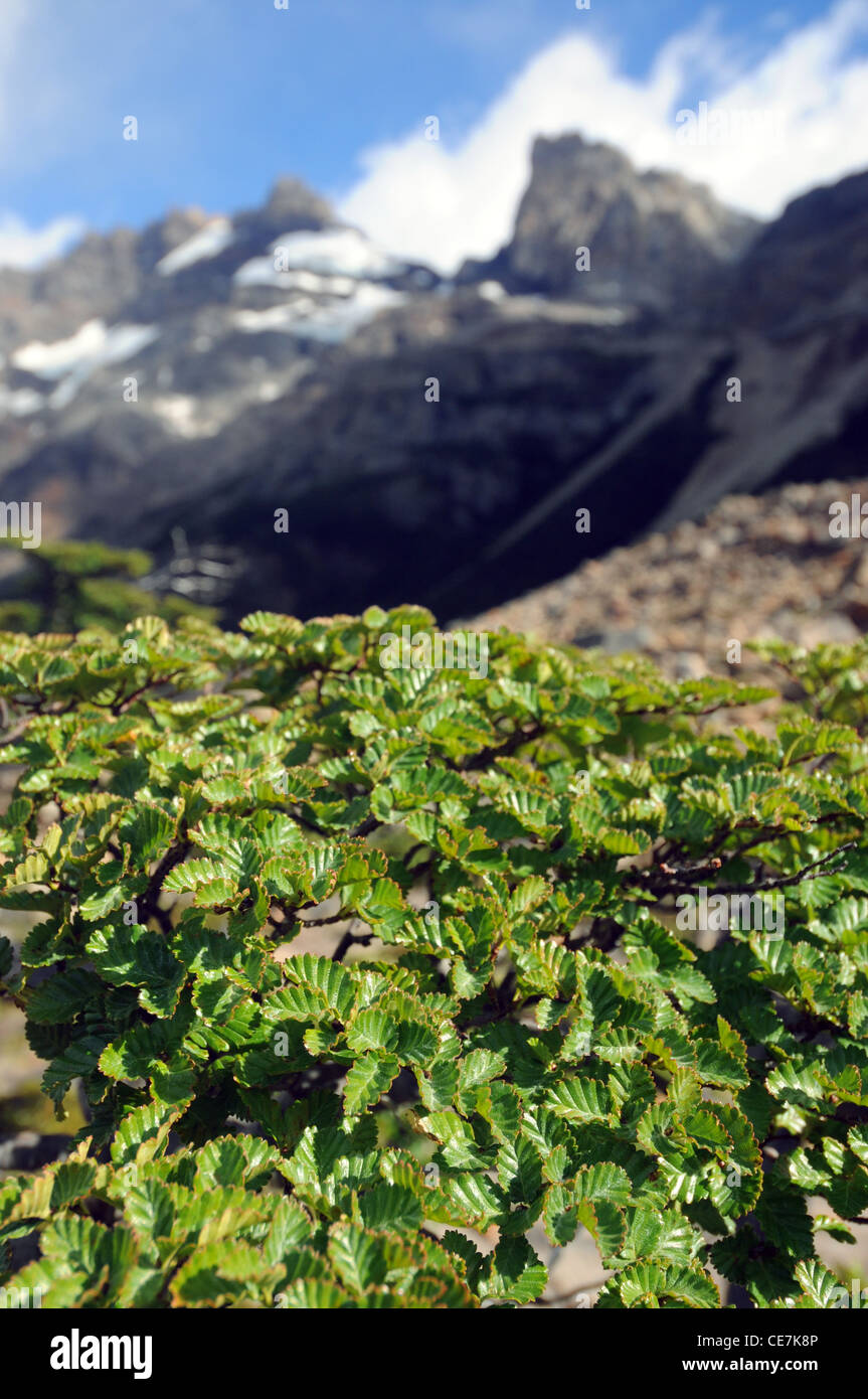 Bright green Lenga (Nothofagus) leaves in summer, Los Glaciares National Park, Patagonia, Argentina Stock Photo