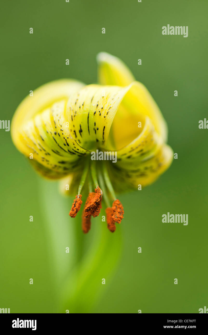 Lily, Turkscap lily, Lilium pyrenaicum, Yellow, Green. Stock Photo