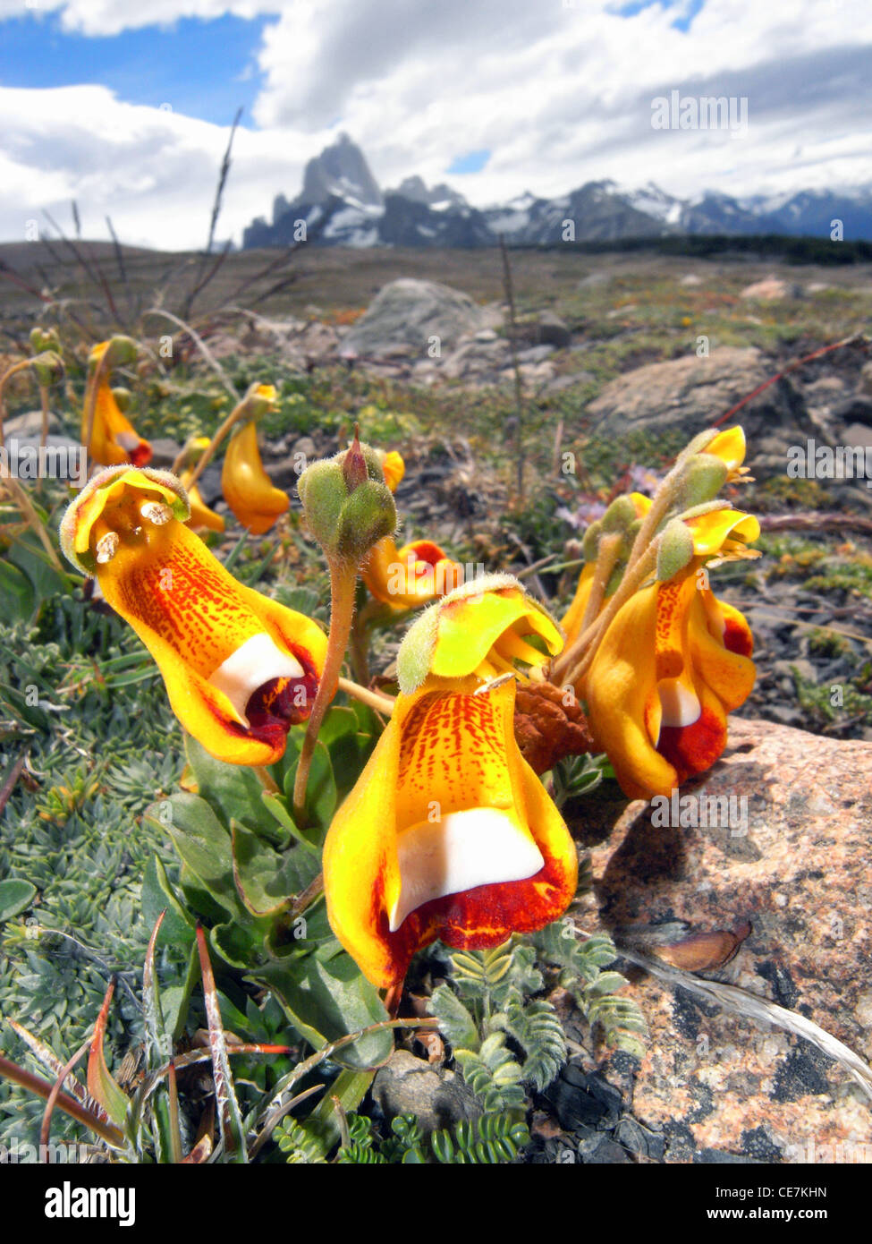 Sand Lady's Slipper orchids (Calceolaria uniflora) with Monte Fitz Roy in background, Los Glaciares National Park, Patagonia Stock Photo