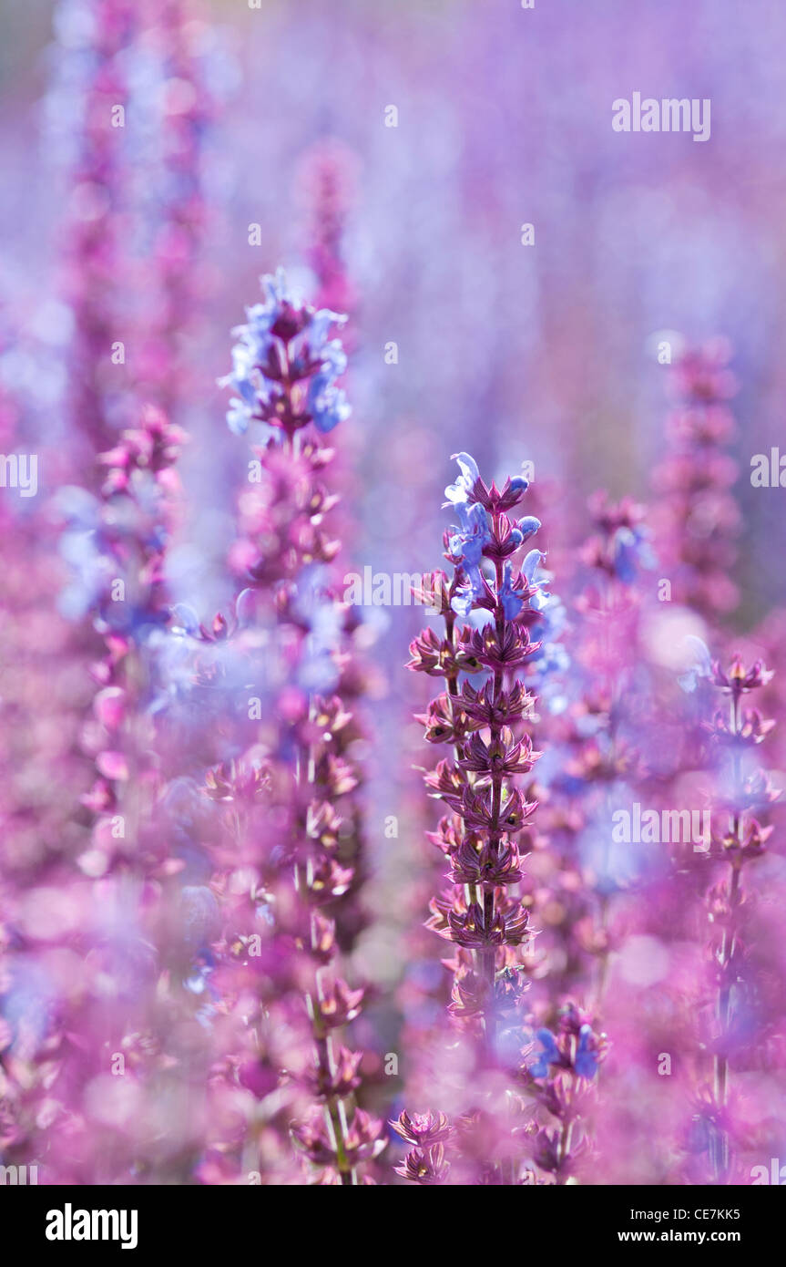 Sage, Salvia nemorosa 'Ostfriesland', Mauve. Stock Photo