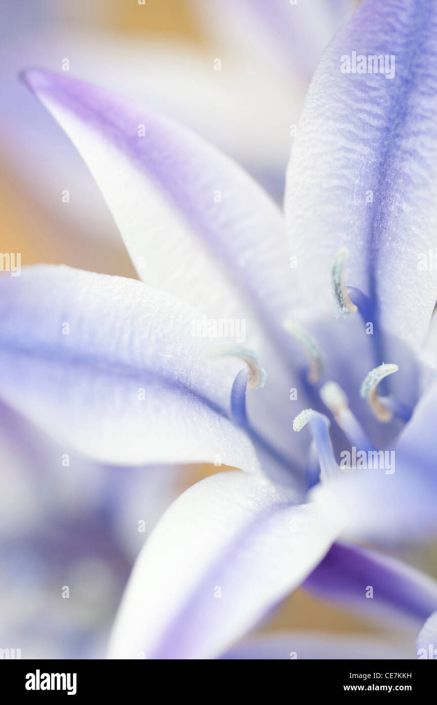 Graphic close-up of a single white and purple striped flower of Triteleia laxa Rudy Ithuriel's Spear native to California USA. Stock Photo