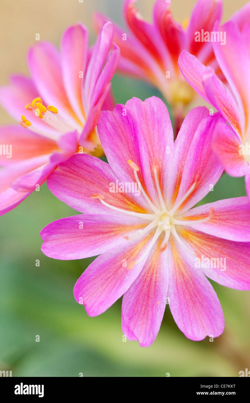 Vivid pink flowers of Lewisia cotyledon 'Regenbogen'. Stock Photo