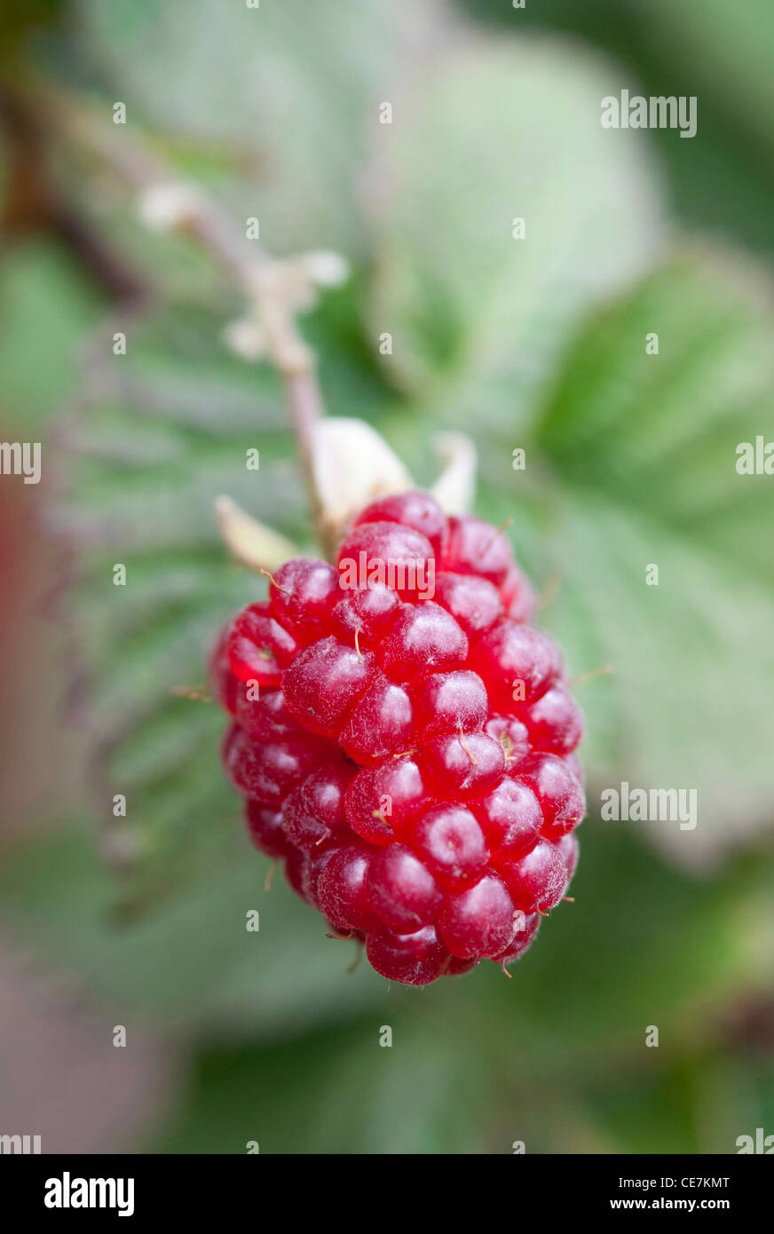 Single ripe red fruit of the hybrid berry Rubus 'Tummelberry' growing on the plant. Stock Photo