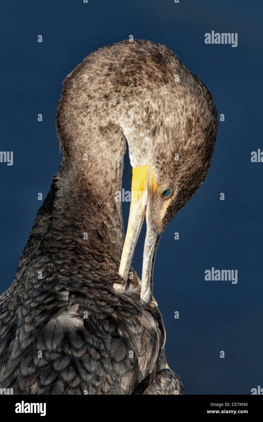 Double crested Cormorant facial portrait of bird preening Stock Photo