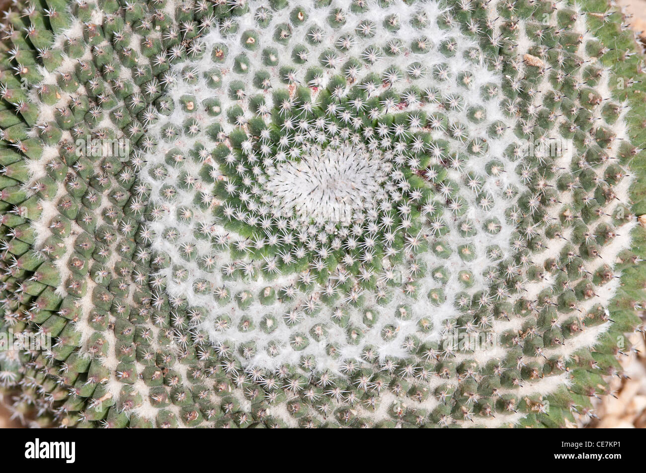 Close-up overhead view of spiral pattern of Old lady pincushion cactus, Mammillaria hahniana. Stock Photo