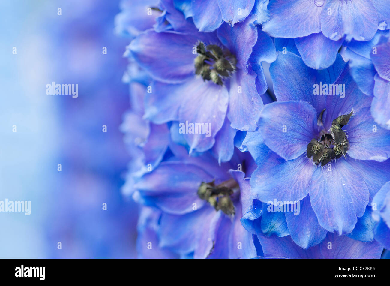 Close-up of vivid blue flowers of Delphinium 'After Midnight' Stock ...