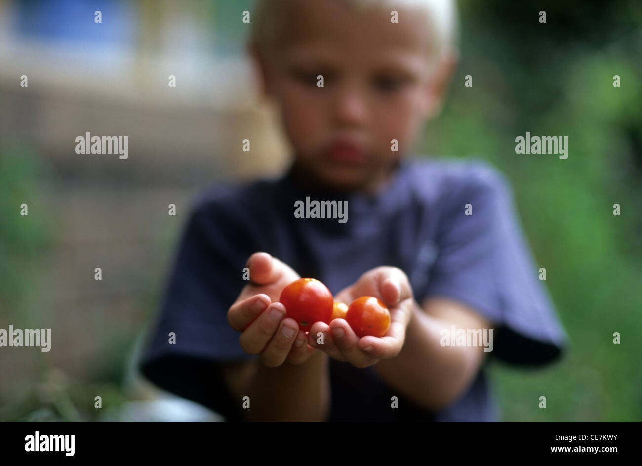 Young boy offering tomatoes Stock Photo - Alamy