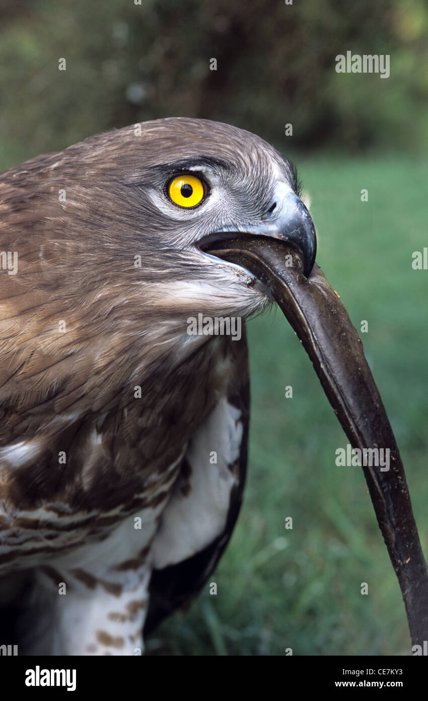 Eagle Catching Snake