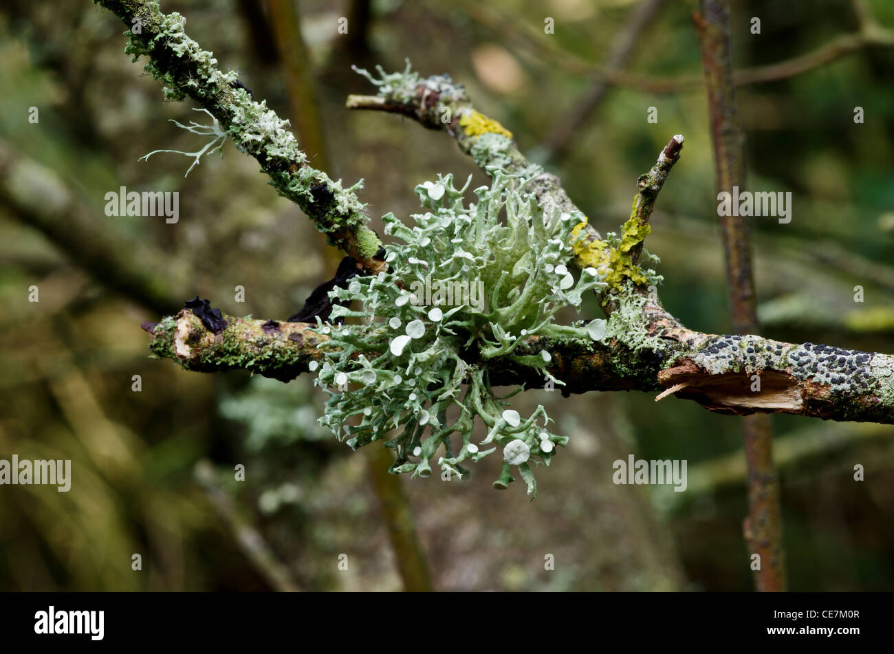 Ramalina  fastigiata Common lichen on trees, Llyn Cefni, Anglesey, Wales Stock Photo