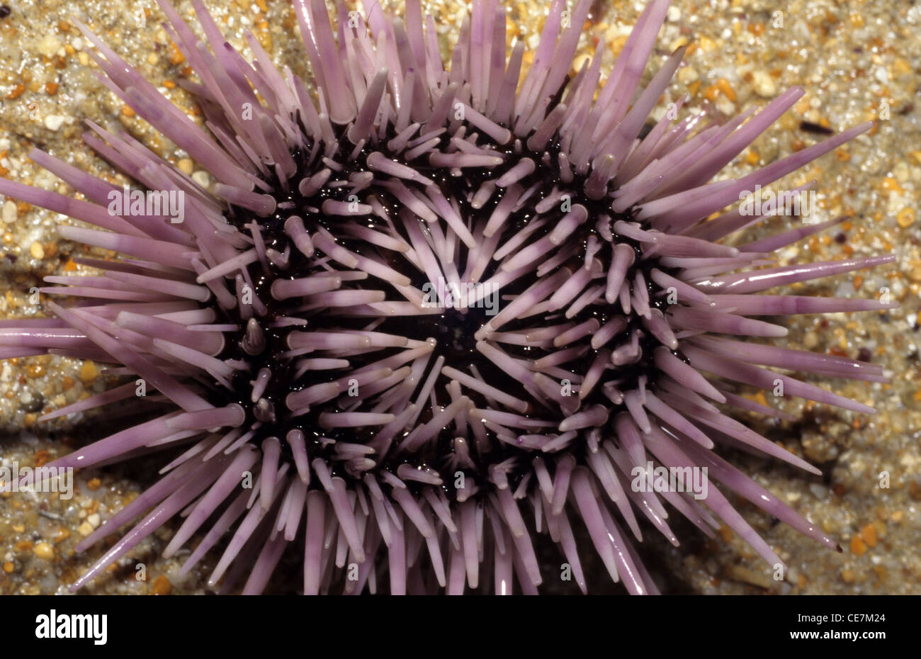 Hedgehog Sea Urchin (Echinometra mathaei) Indo-Pacific East Madagascar Stock Photo