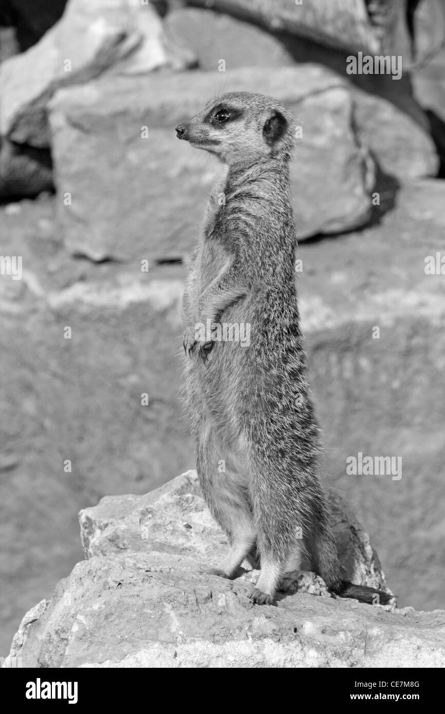 meerkat Stock Photo