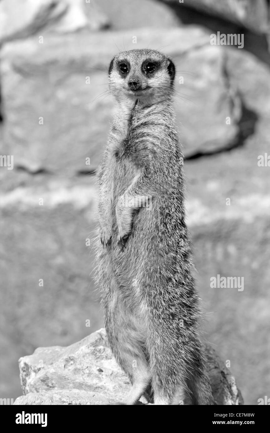 meerkat Stock Photo