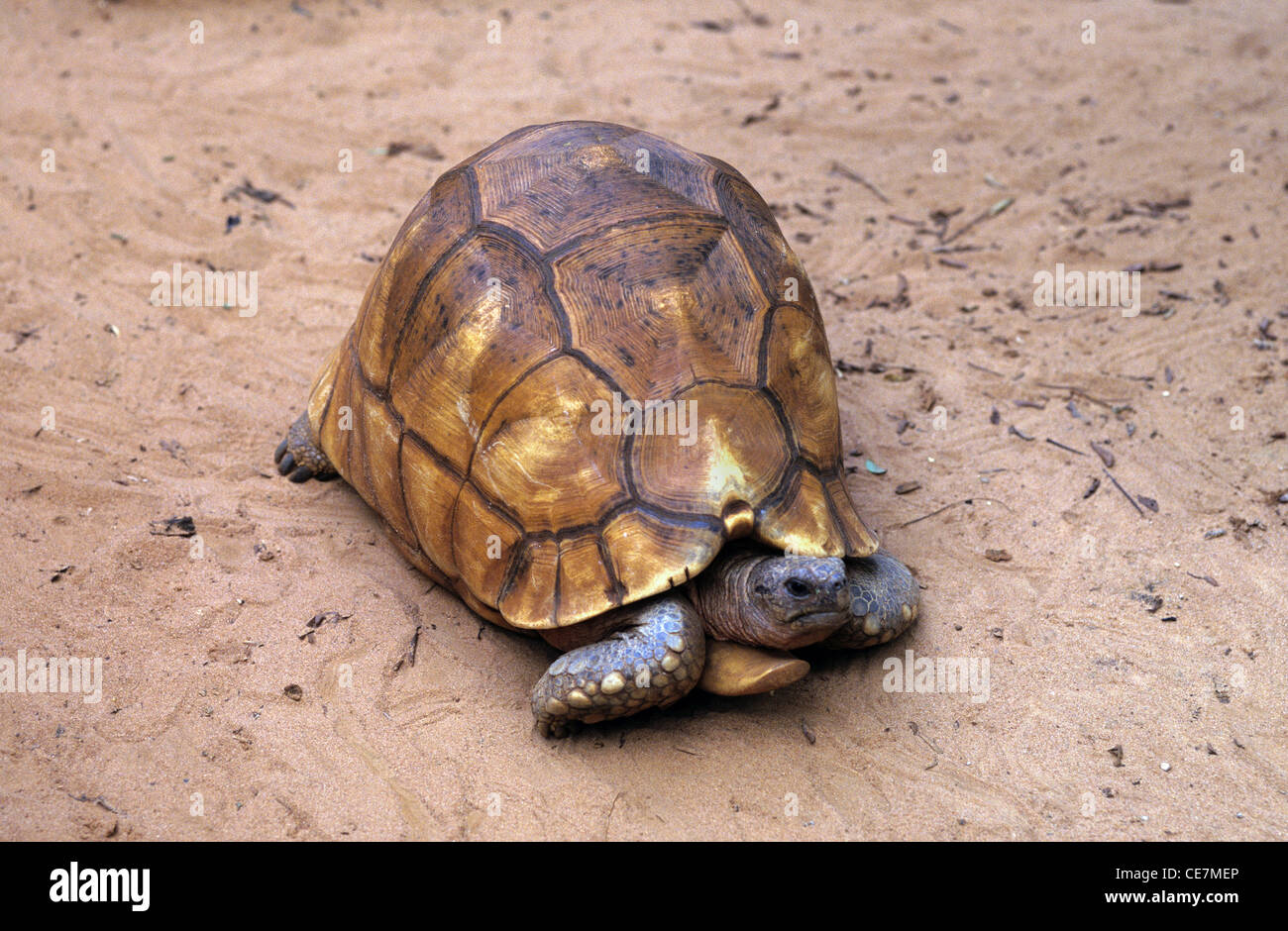 Angonoka Tortoise,  Ploughshare Tortoise or Madagascar Angulated Tortoise (Astrochelys yniphora) Madagascar Stock Photo