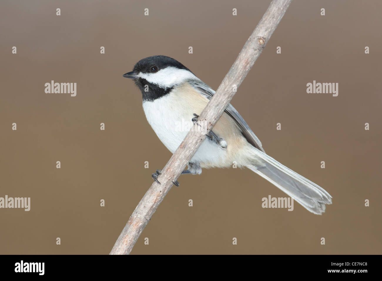 Black-capped Chickadee (Poecile atricapillus) perched on a tree limb Stock Photo