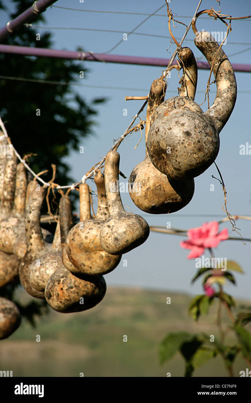 Hanging gourds near Kahta, southeastern Turkey Stock Photo Alamy