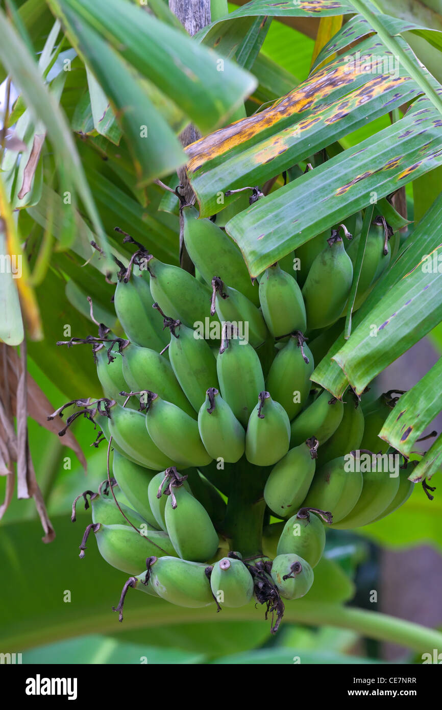 Bunch of green bananas growing on palm Stock Photo Alamy