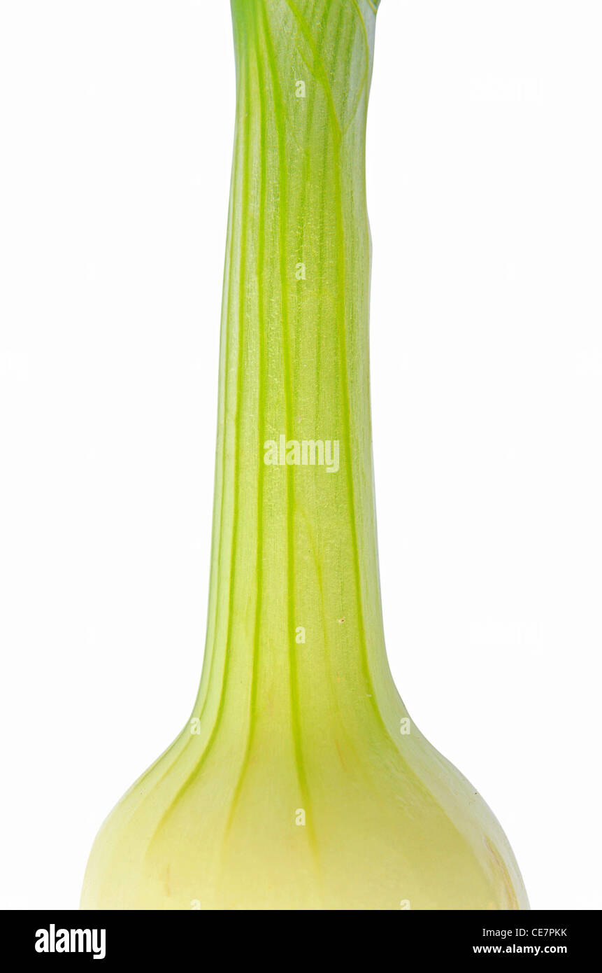 Onion bulb cross section hi-res stock photography and images - Alamy