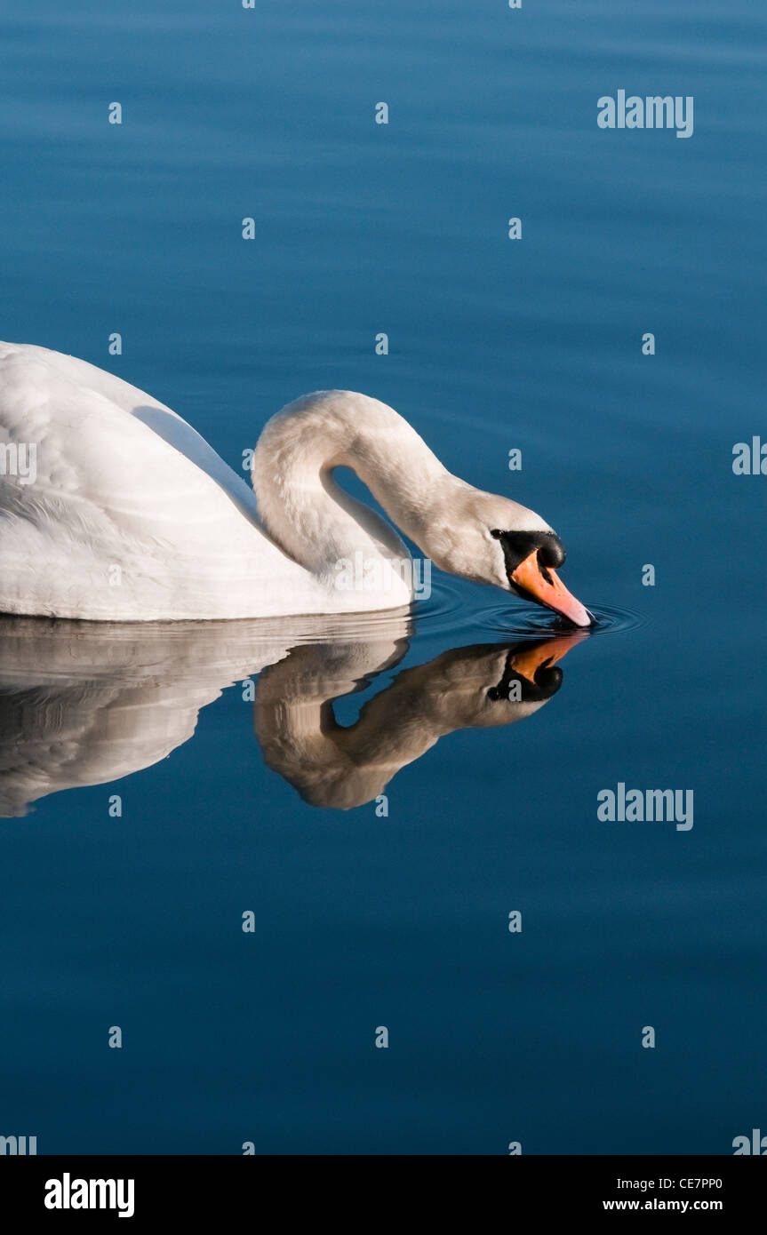 Mute Swan Cygnus olor dabbling on a lake with a clear reflection Stock Photo
