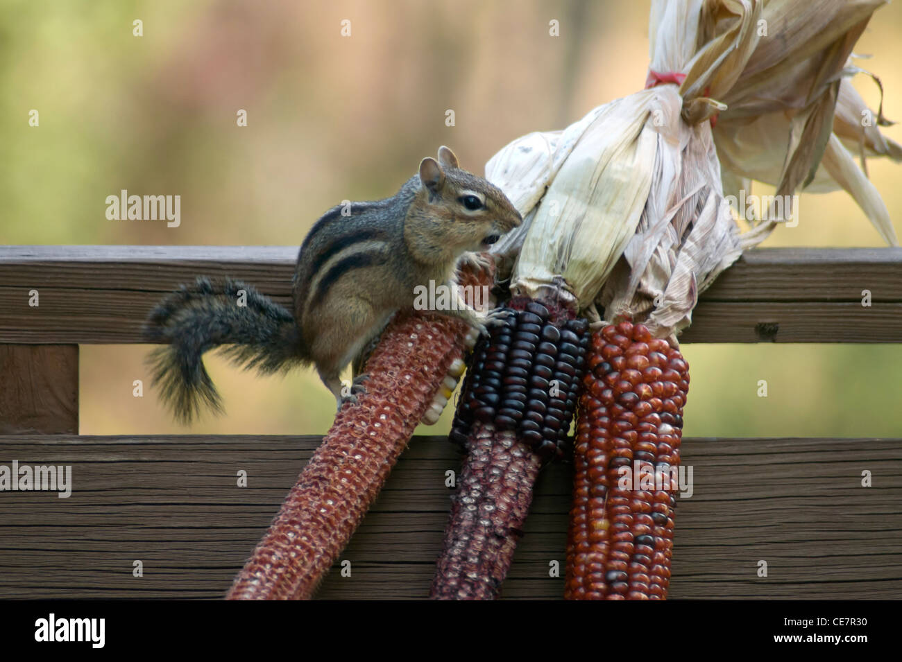 Squirrel corn hi-res stock photography and images - Alamy