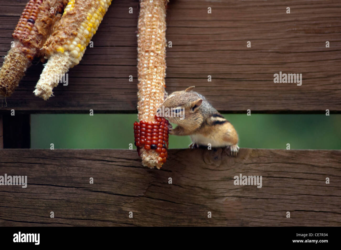 chipmunk eating corn on the cob Stock Photo Alamy