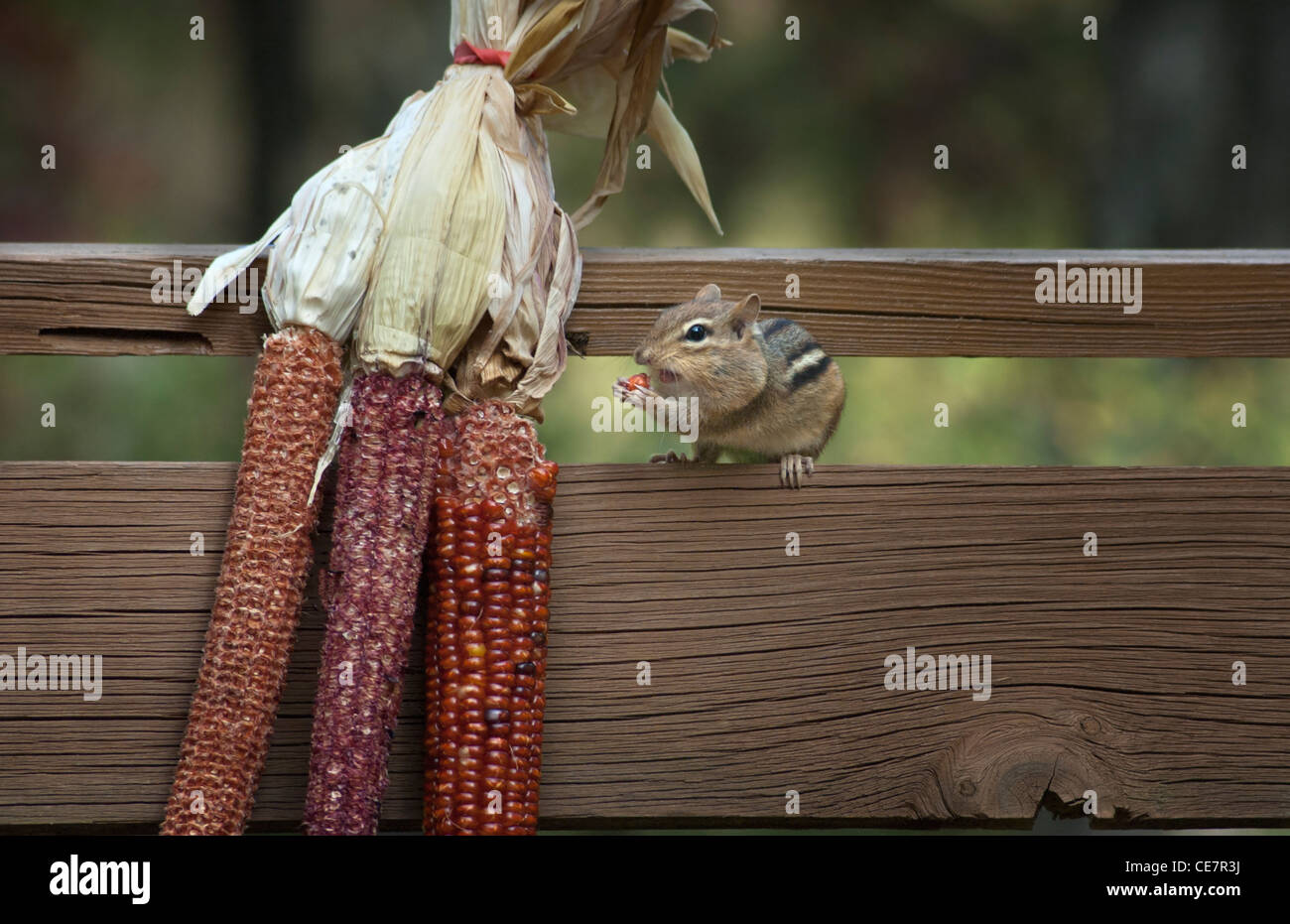 Red squirrel eating corn hi-res stock photography and images - Alamy