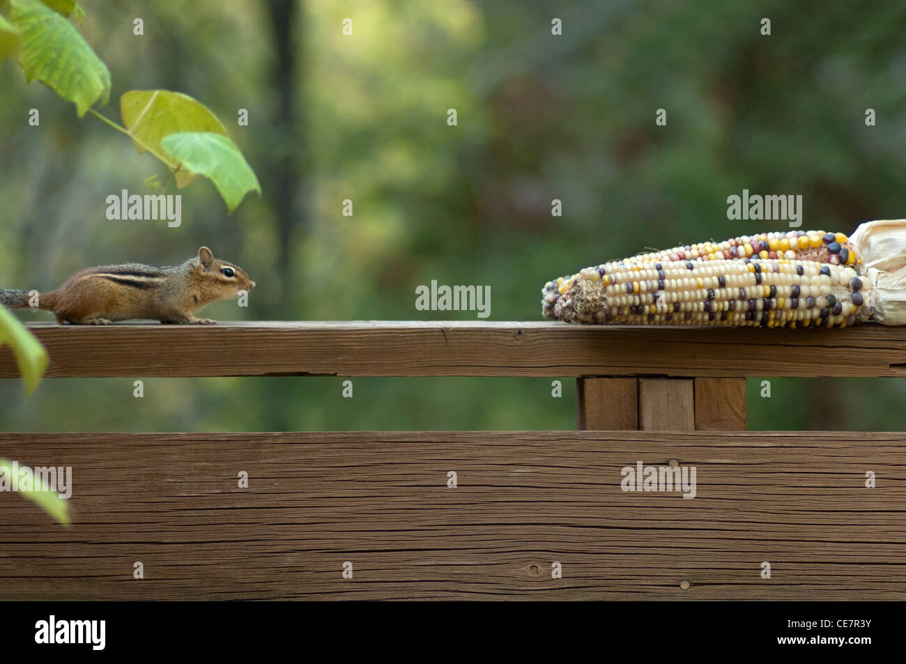 chipmunk approaching corn on the cob Stock Photo - Alamy
