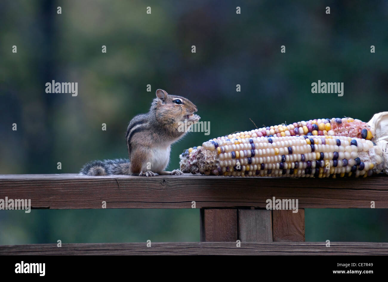 chipmunk eating corn on the cob Stock Photo Alamy