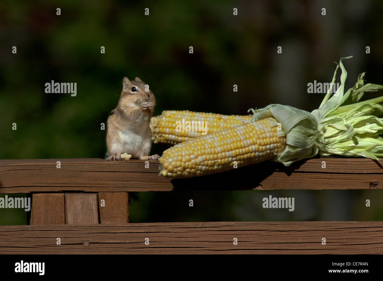 chipmunk eating corn on the cob Stock Photo Alamy
