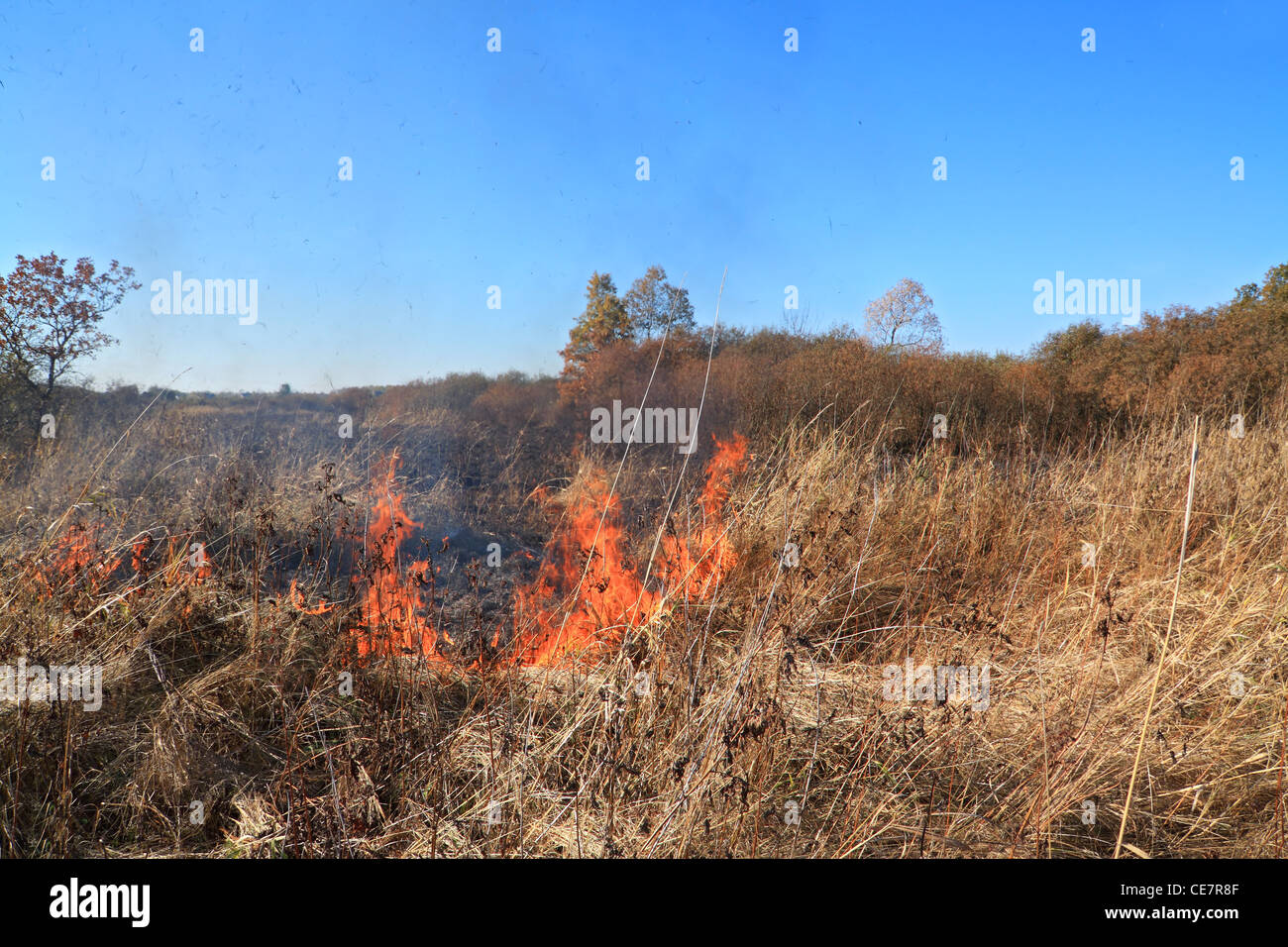 fire in herb near oak wood Stock Photo Alamy