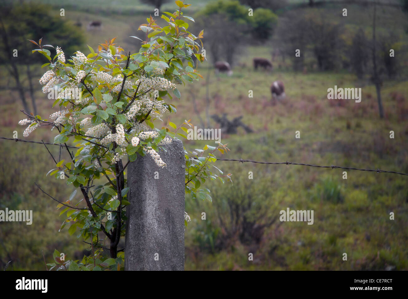 a flowering plant near barbed wire fence and cows grazing in the distance Stock Photo