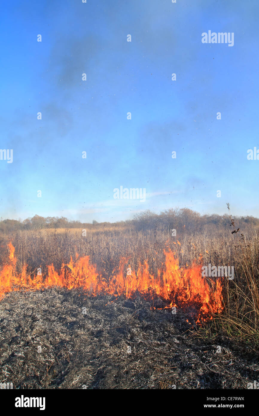 fire in herb near oak wood Stock Photo Alamy