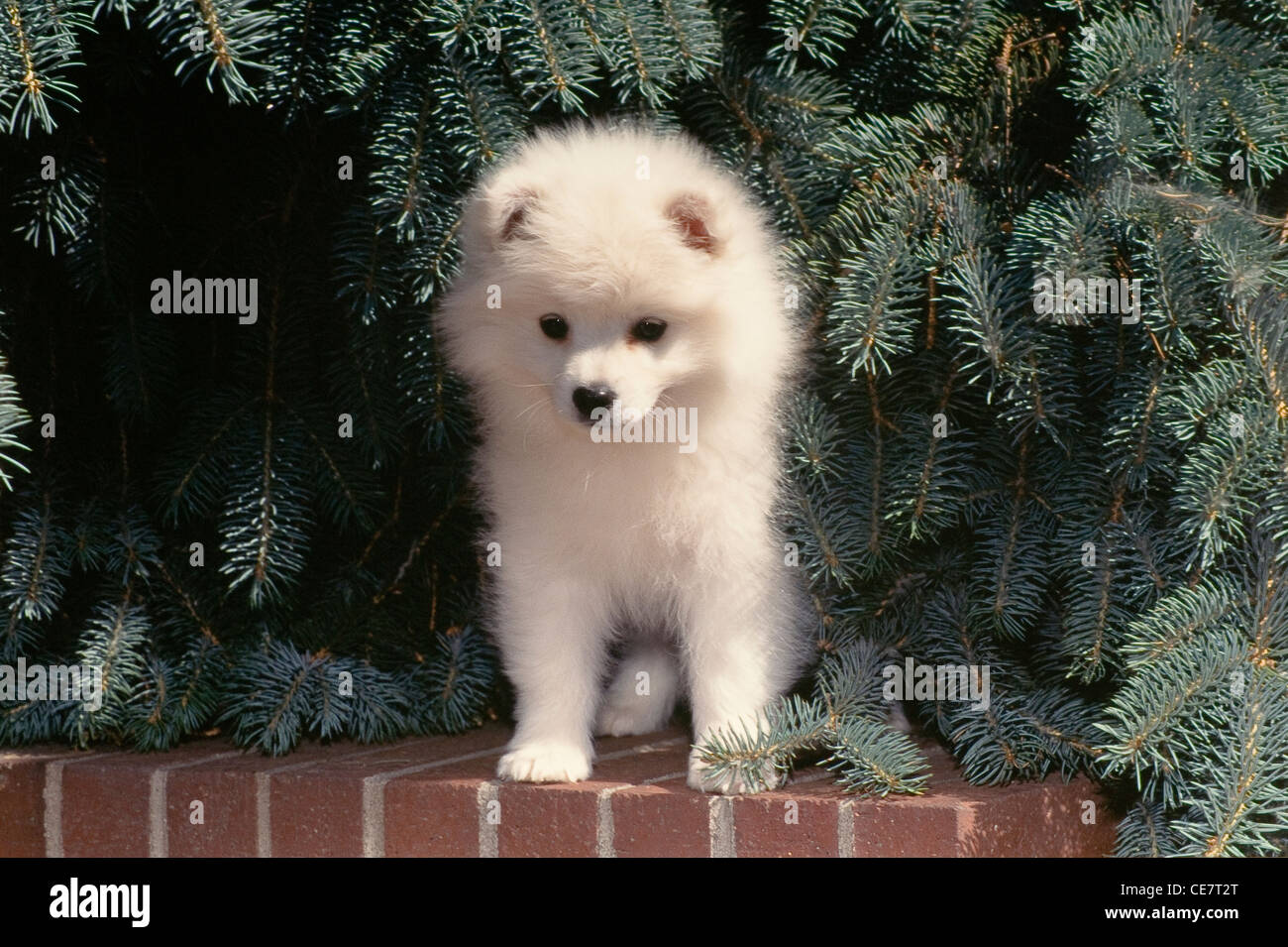 American Eskimo Dog-puppy sitting on brick wall Stock Photo