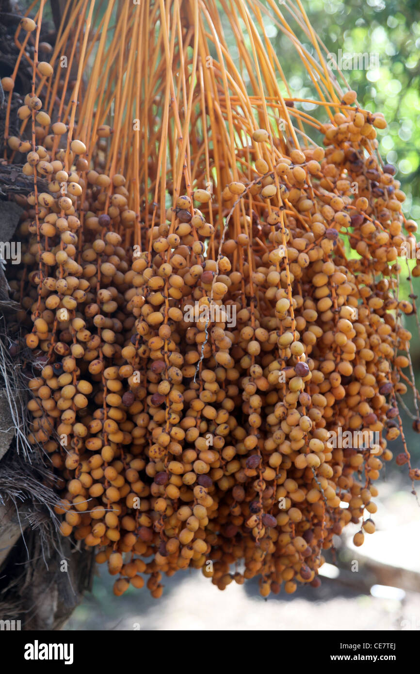 A close up of a phoenix dactylifera palm tree Stock Photo - Alamy