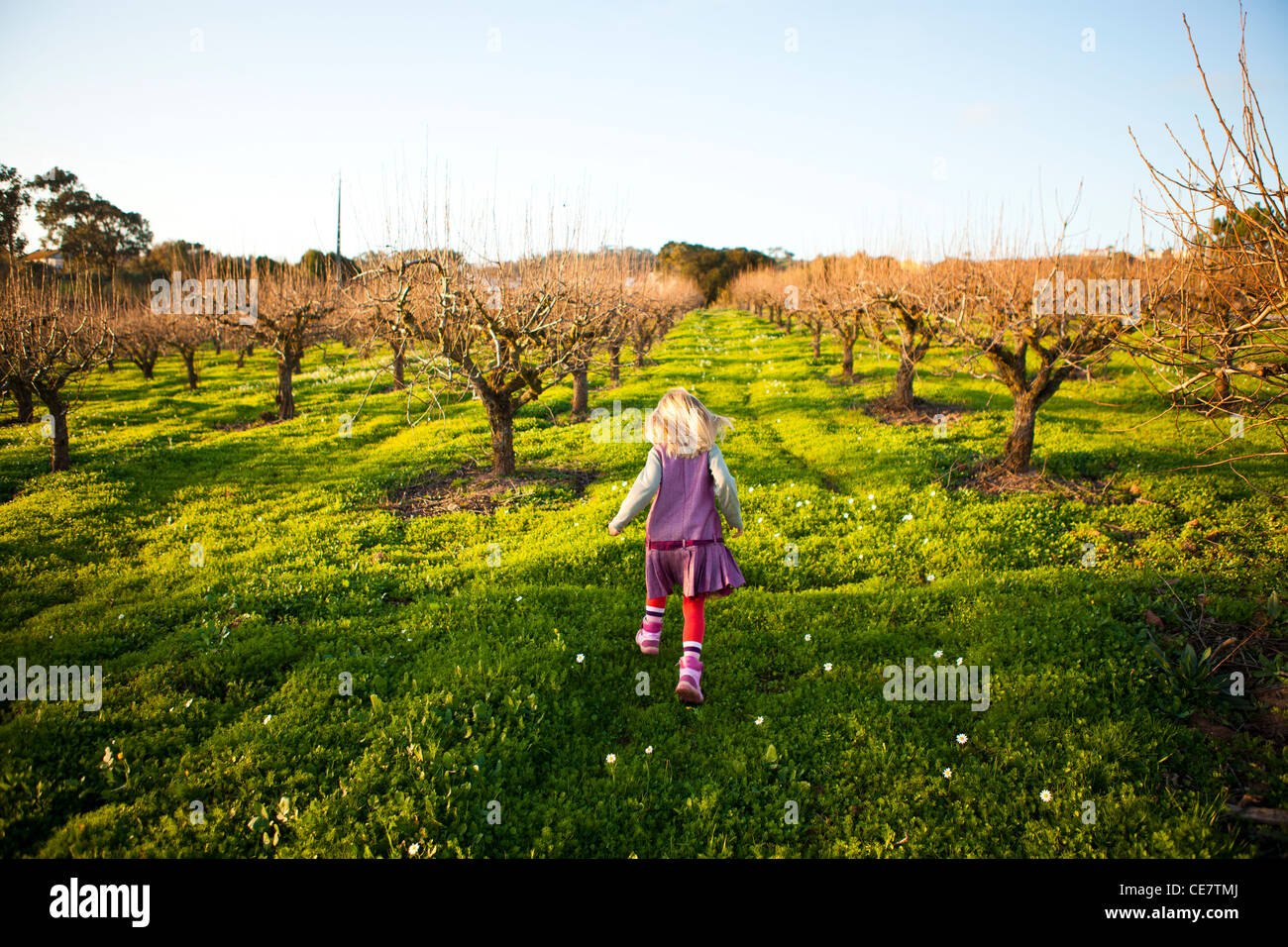 Little girl running in the green field with pear trees Stock Photo - Alamy