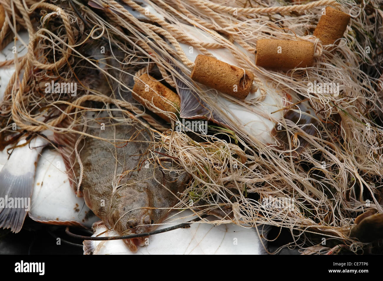 Fresh caught flounder (Platichthys flesus) in fishnet Stock Photo