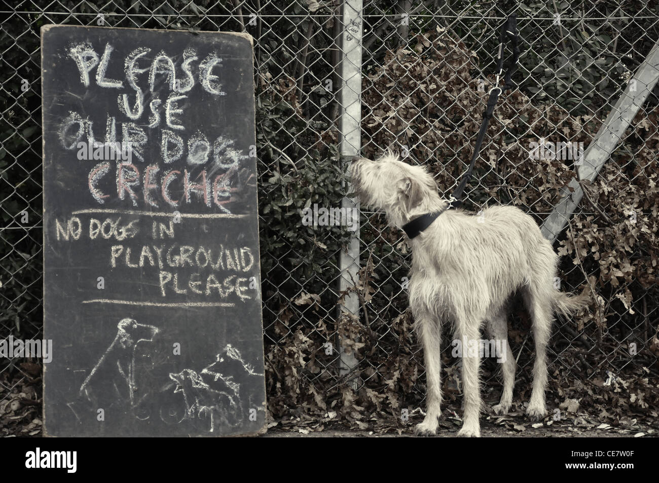 Dog tied to wire fence is looking at the written rules to dog owners