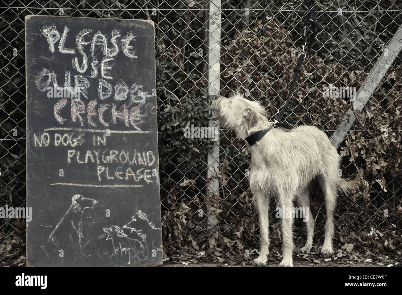 Dog tied to wire fence is looking at the written rules to dog owners Stock Photo