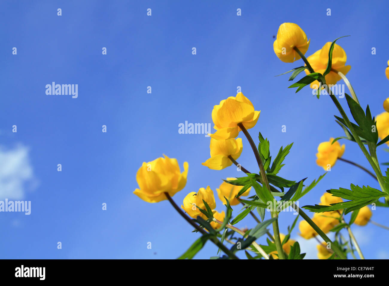 yellow flowerses on background blue sky Stock Photo