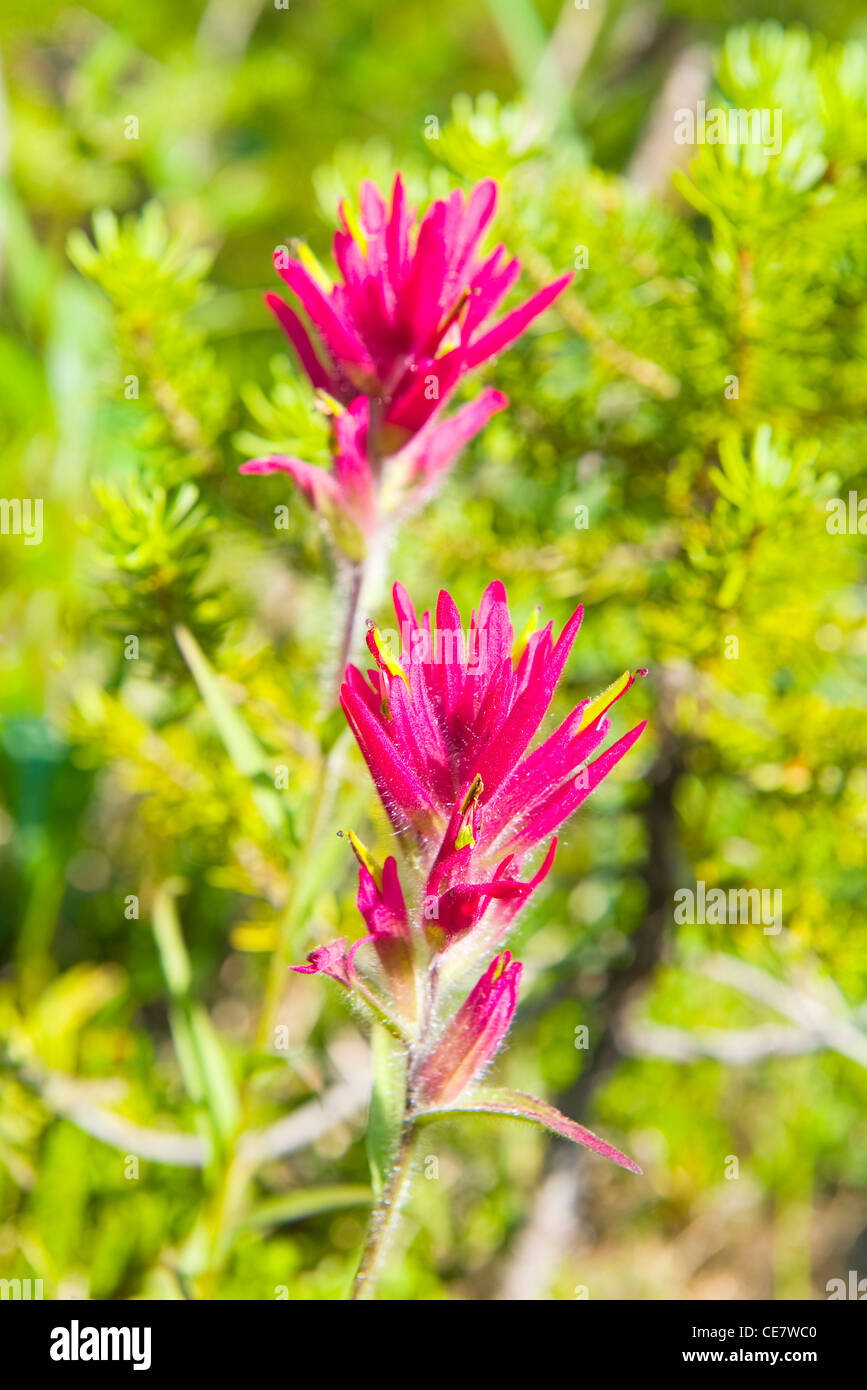 Indian Paintbrush Flower Stock Photos & Indian Paintbrush Flower Stock