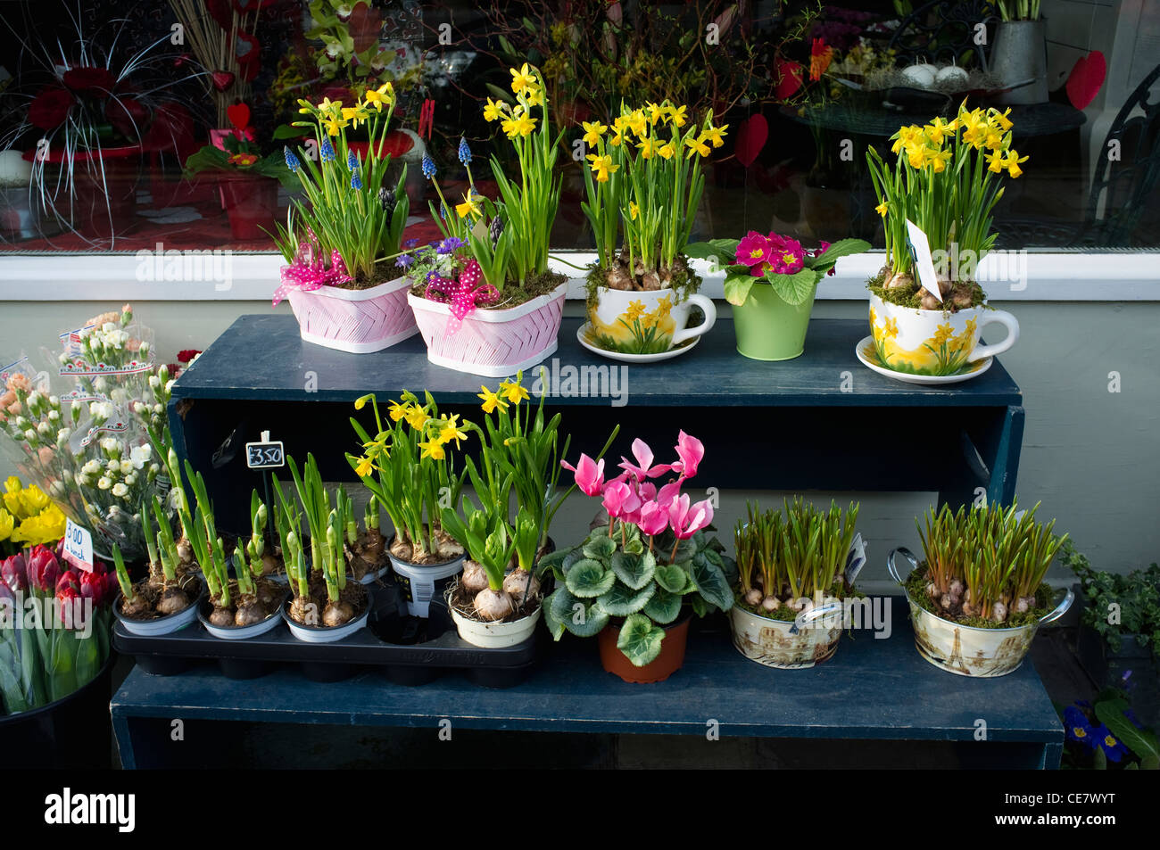 Early Spring Bulbs / Flowers on display outside a Florist Shop. Stock Photo