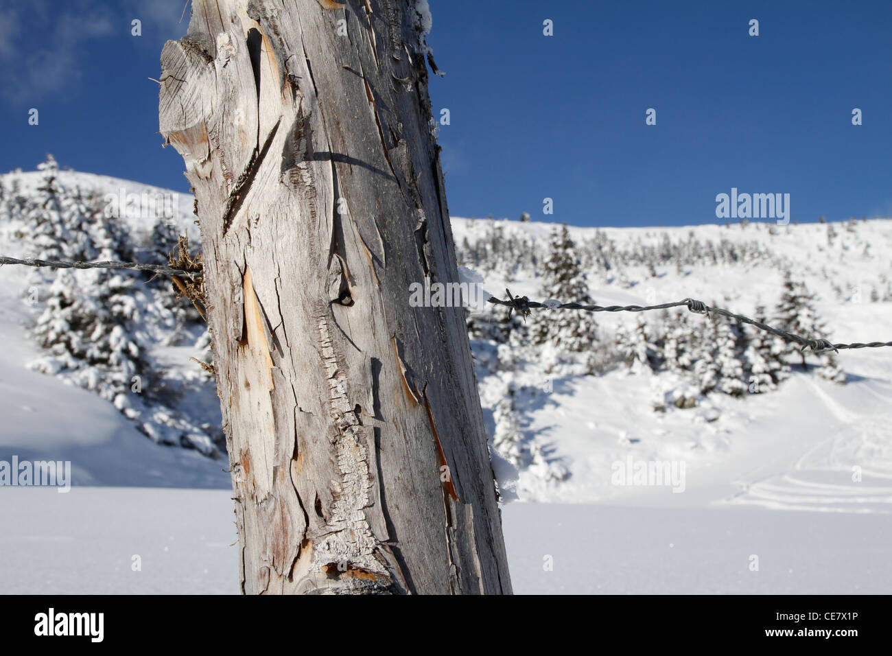 Tree trunk with barbed wire Stock Photo