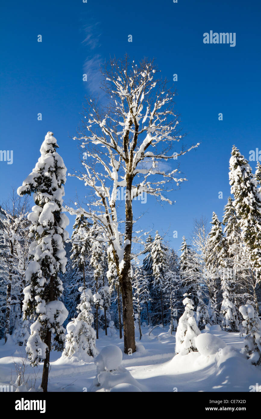 Impressive snow covered winter forest Stock Photo - Alamy