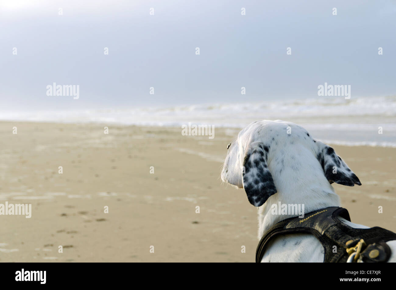 Vacation with dog in Denmark, Jammerbugten, Europe Stock Photo Alamy