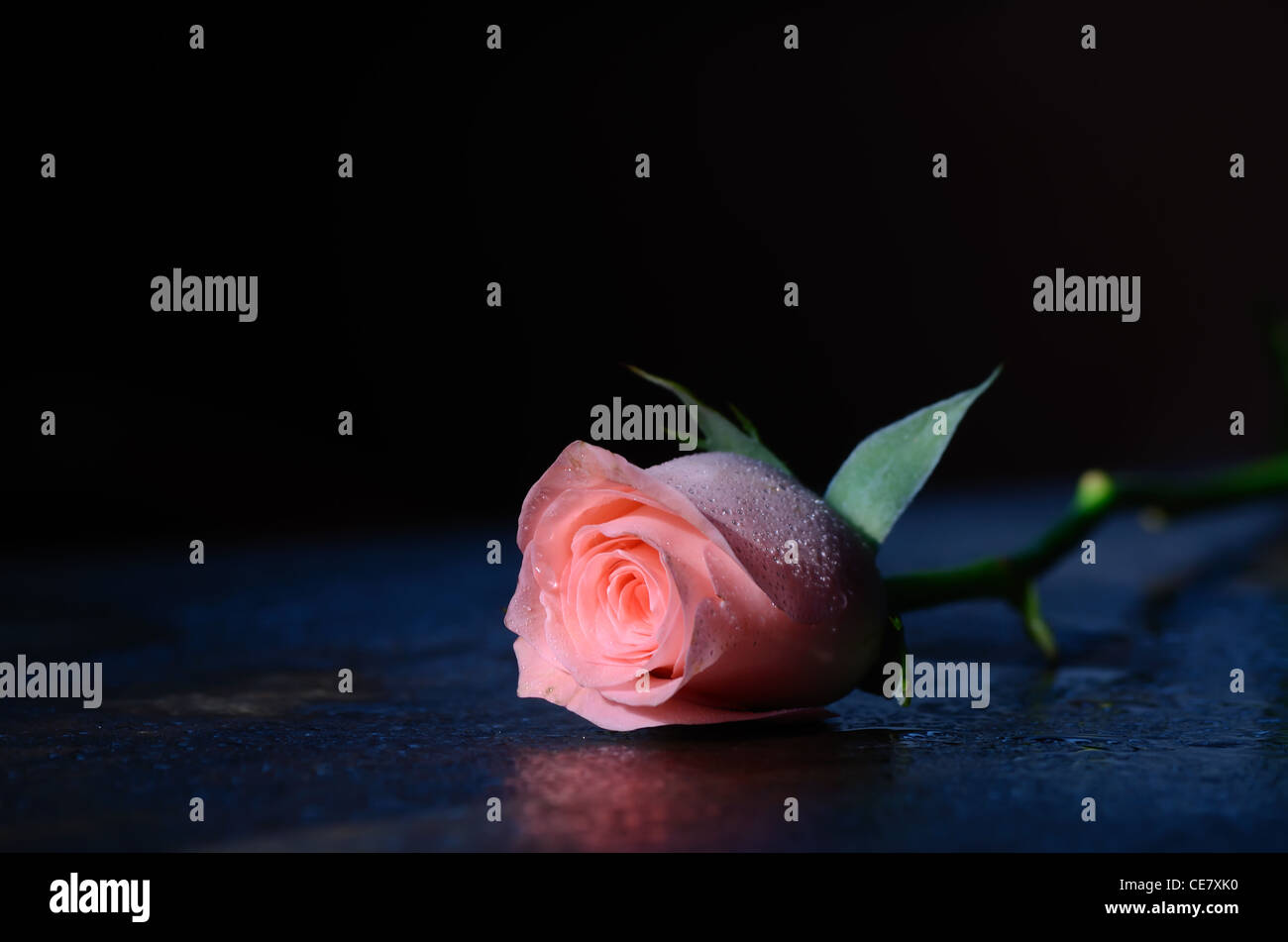 White colour rose hi-res stock photography and images - Alamy
