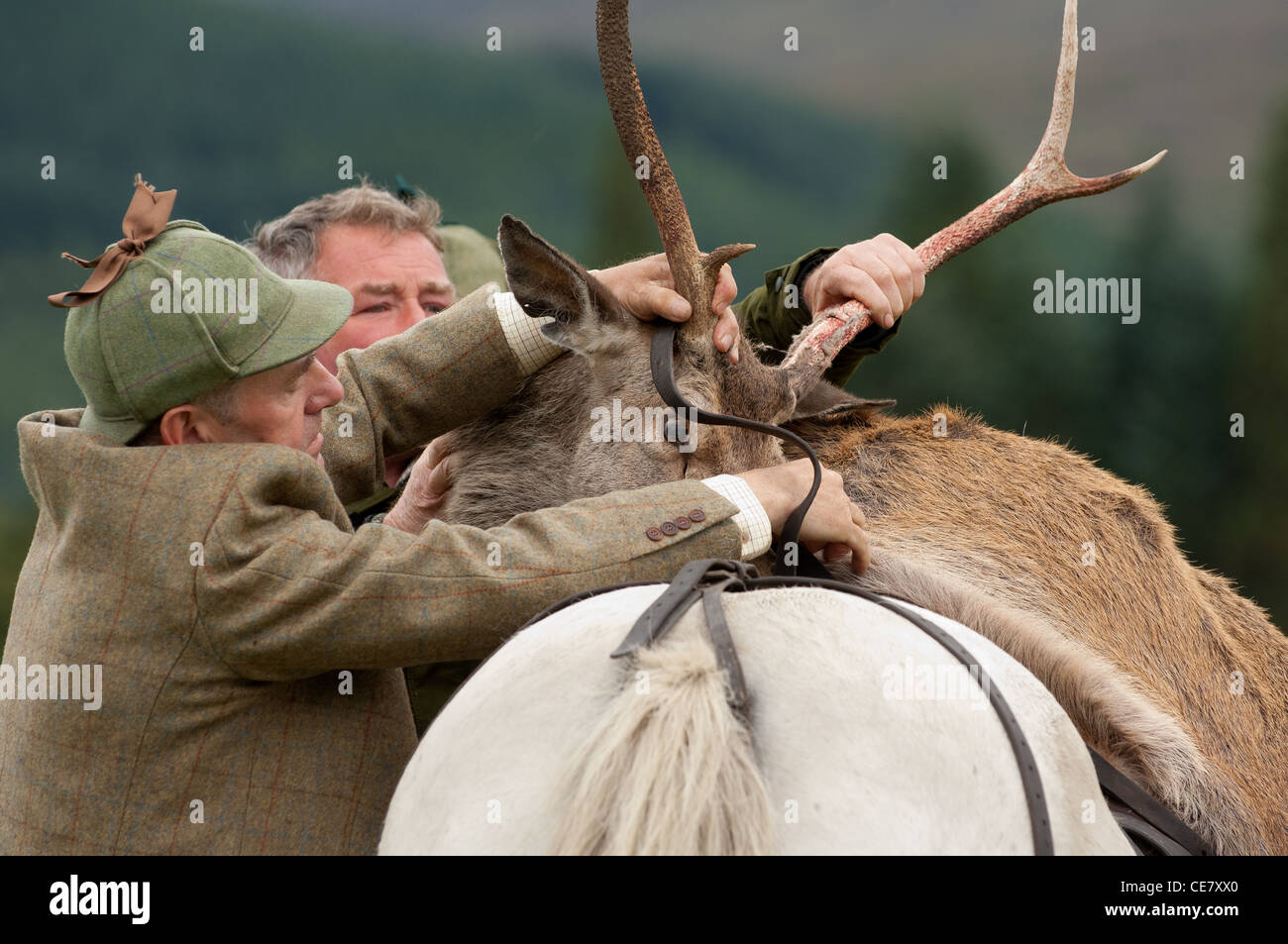 dead deer being loaded onto stalking pony during display at local show Stock Photo