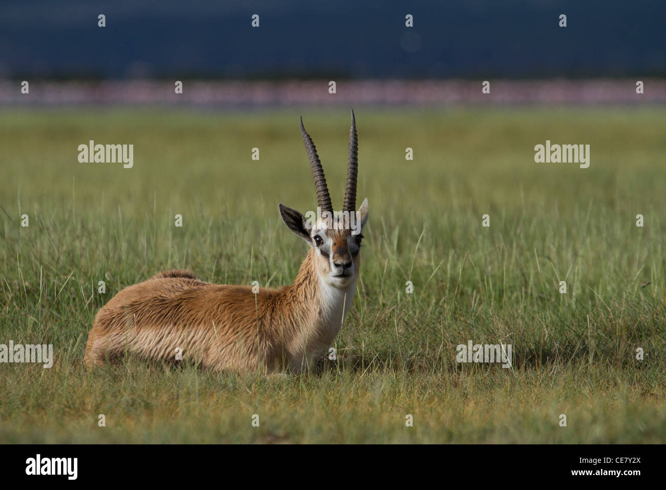 Thomsons (Red Fronted) Gazelle sitting down resting Lesser Flamingos in the background. Gazella rufifrons Stock Photo