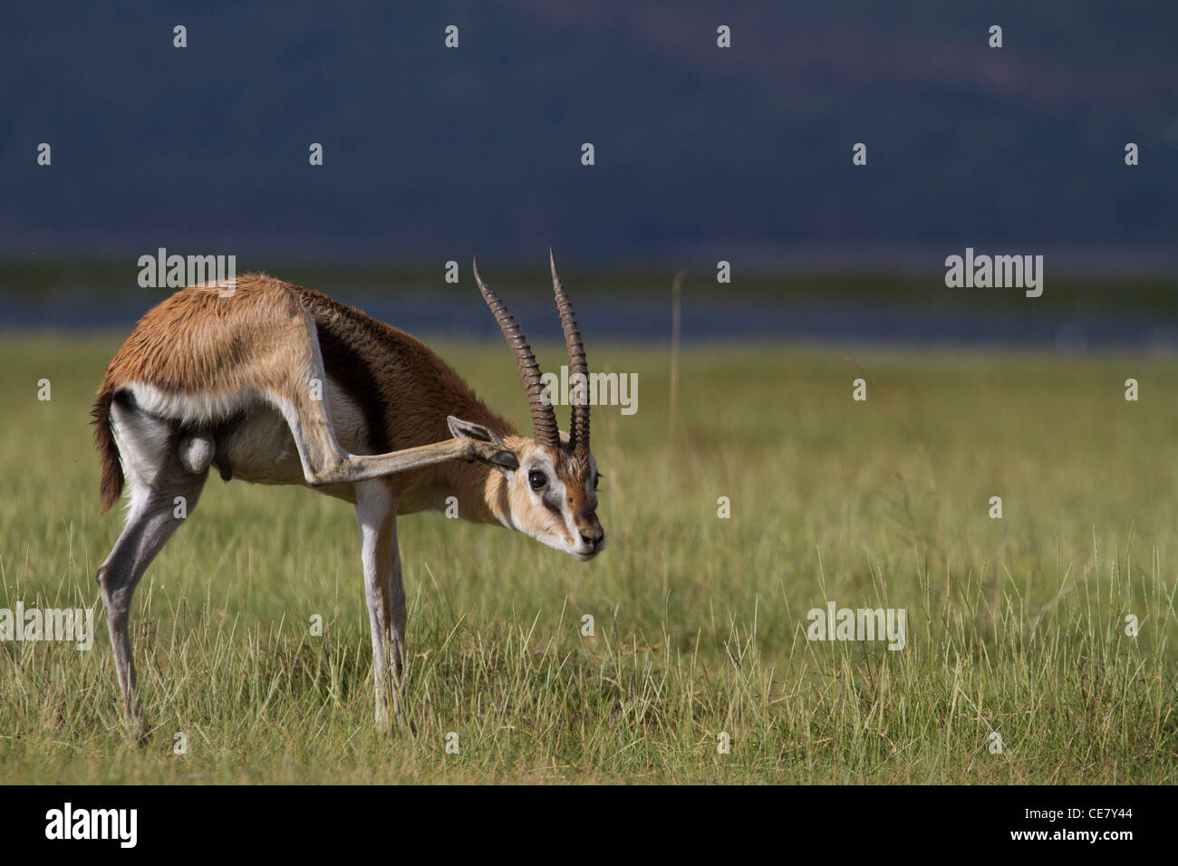 Thomsons (Red Fronted) Gazelle scratching his ear. Gazella rufifrons Stock Photo