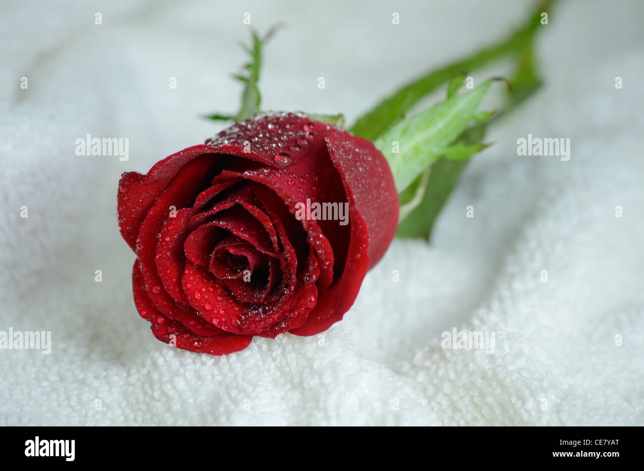 Red rose photograph hi-res stock photography and images - Alamy