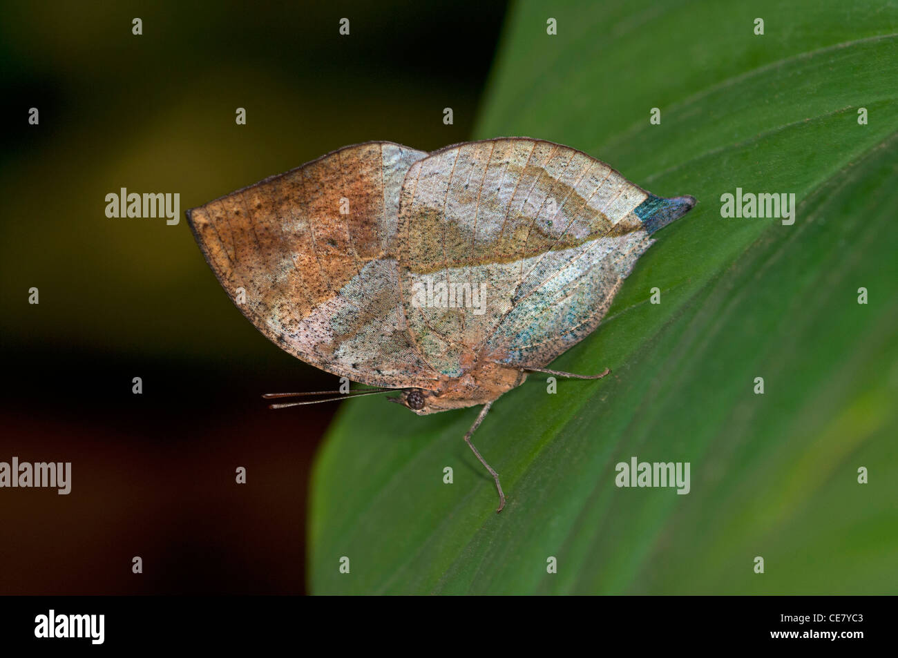 Indian Leafwing, Kallima paralekta, the color and shape of the closed wings ressemble remarkably a dead leaf, Phuket, Thailand Stock Photo